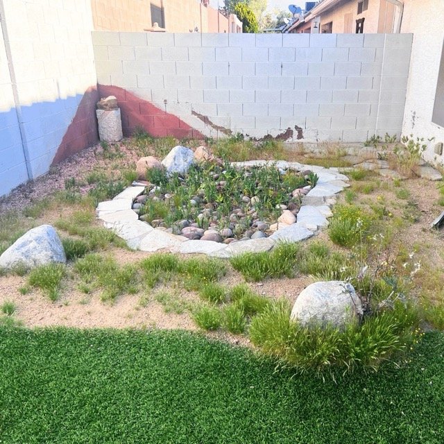 Overgrown backyard before landscaping