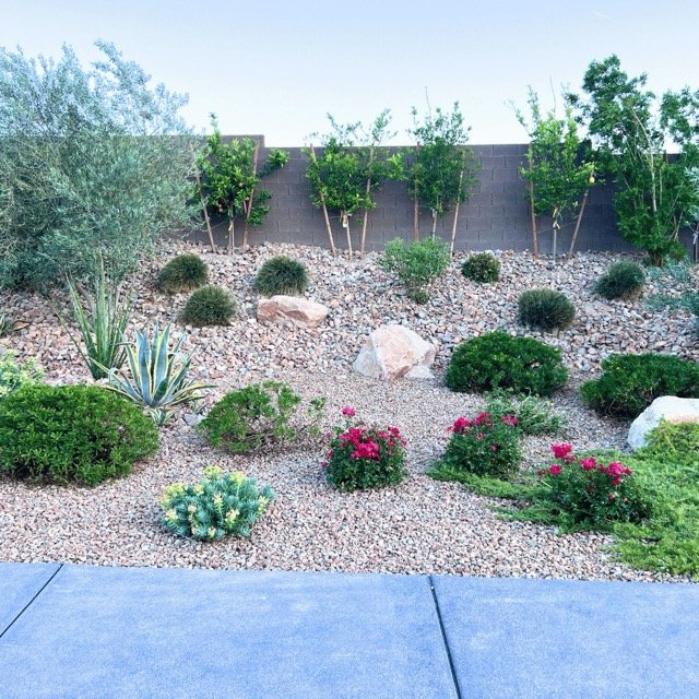Low-maintenance desert landscaping featuring drought-tolerant plants