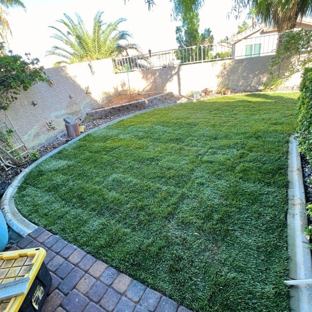Professionally installed sod lawn in a Las Vegas backyard, featuring a lush green carpet of grass framed by curved brick edging. Palm trees and mature landscaping create a vibrant oasis."