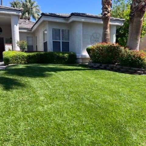 freshly cut grass in Las Vegas front yard