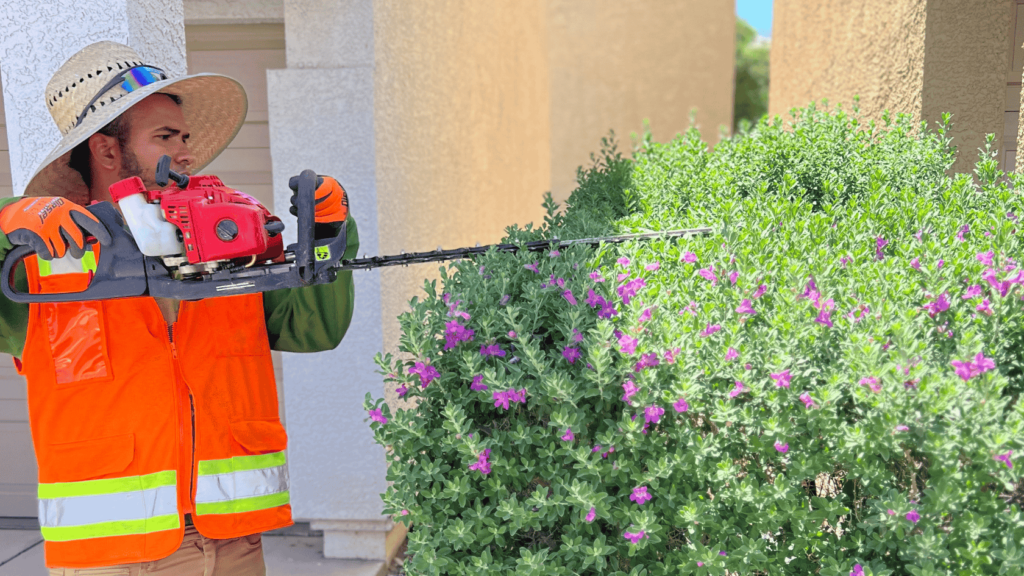 A man is trimming a bush with hedge clippers.